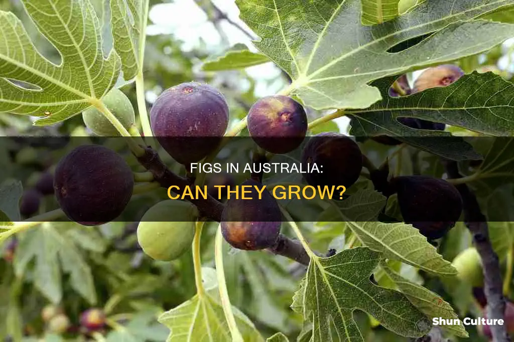 do figs grow in australia
