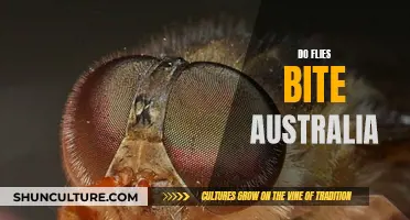 Flies in Australia: Do They Bite?