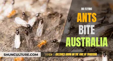 Ants in the Air: Do They Bite in Australia?