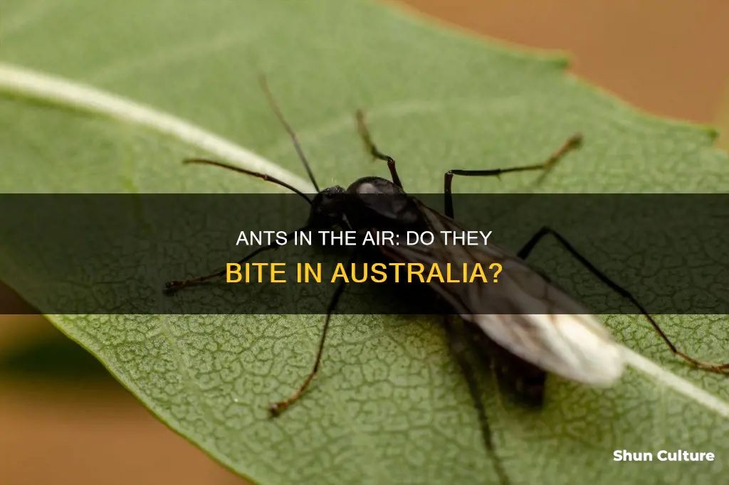 do flying ants bite australia