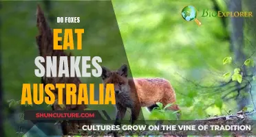 Foxes' Snake Snacking: An Australian Wildlife Mystery