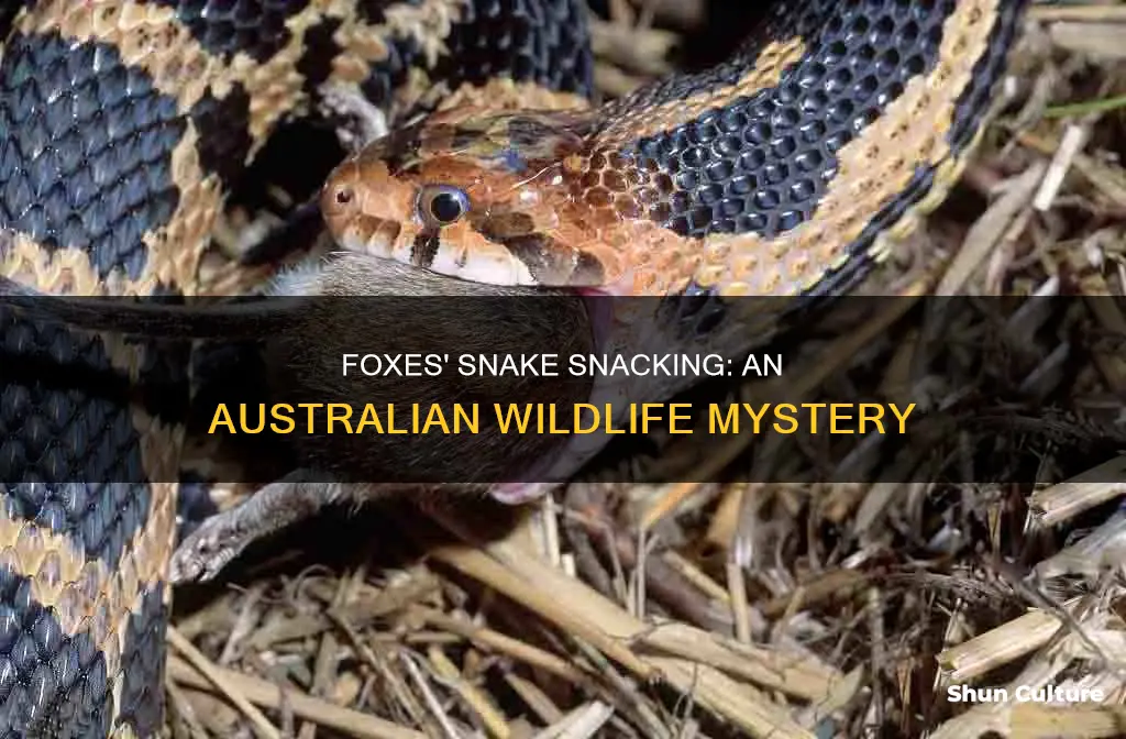 do foxes eat snakes australia