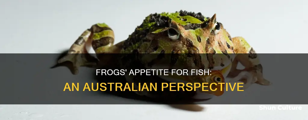 do frogs eat fish australia