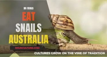 Frogs' Appetite for Snails in Australia: What's the Verdict?