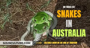 Frogs' Appetite for Snakes in Australia: Explained