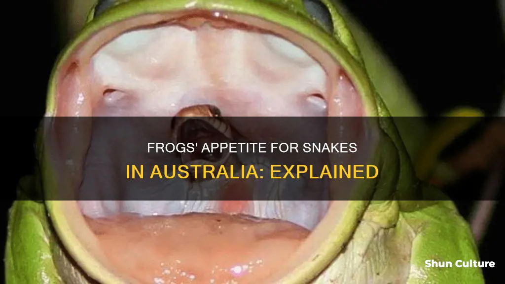 do frogs eat snakes in australia