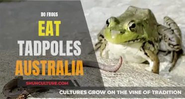 Frog Cannibalism: Do Adult Frogs Eat Tadpoles in Australia?
