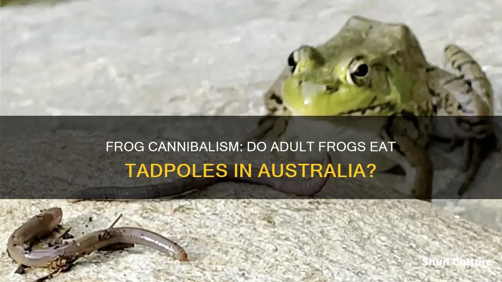 do frogs eat tadpoles australia