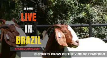 Exploring Brazil's Goat Population: Do Goats Thrive in Brazilian Landscapes?