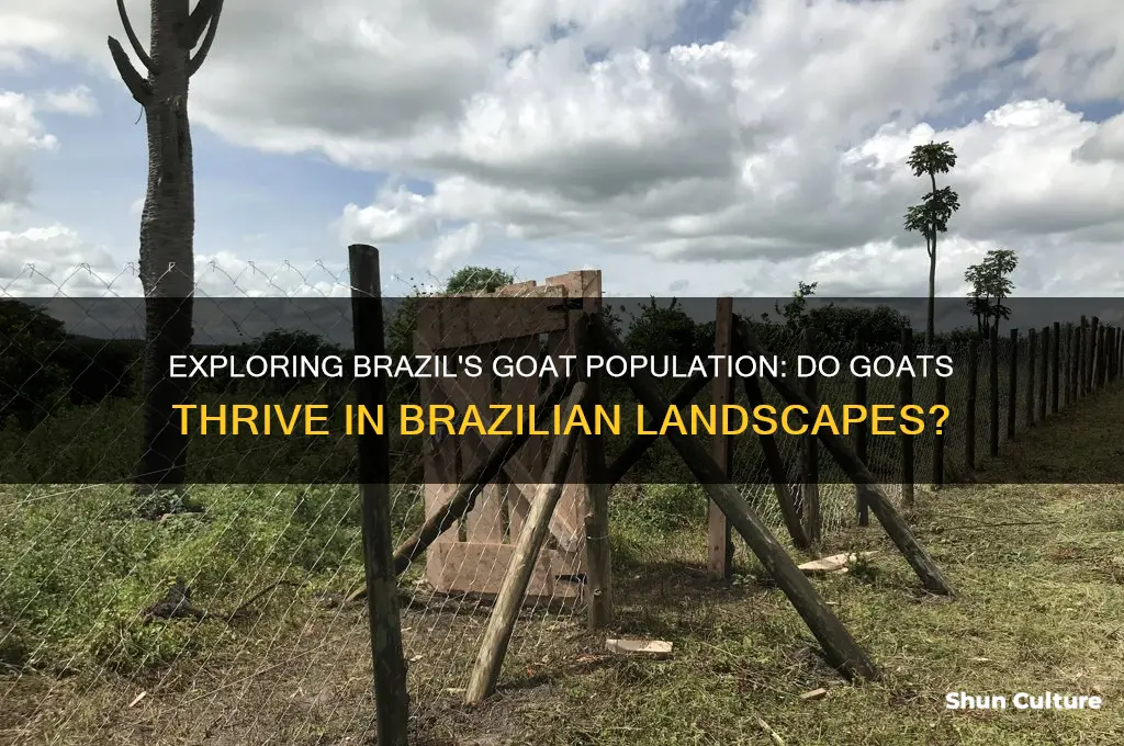 do goats live in brazil