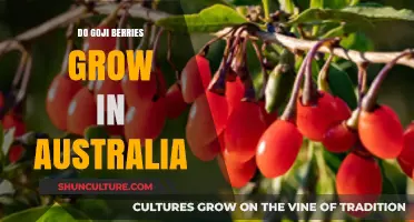 Goji Berries in Australia: Can They Grow?