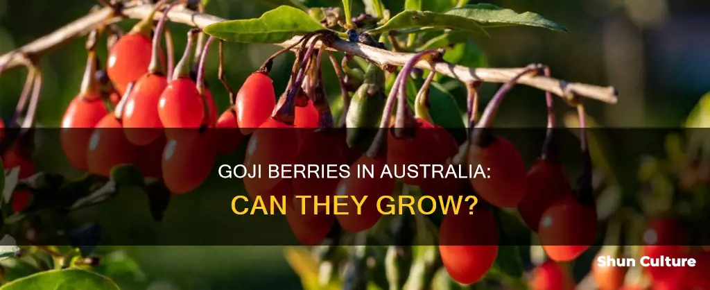 do goji berries grow in australia