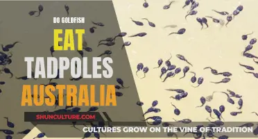 Goldfish Diet: Do Tadpoles Make a Tasty Treat in Australia?