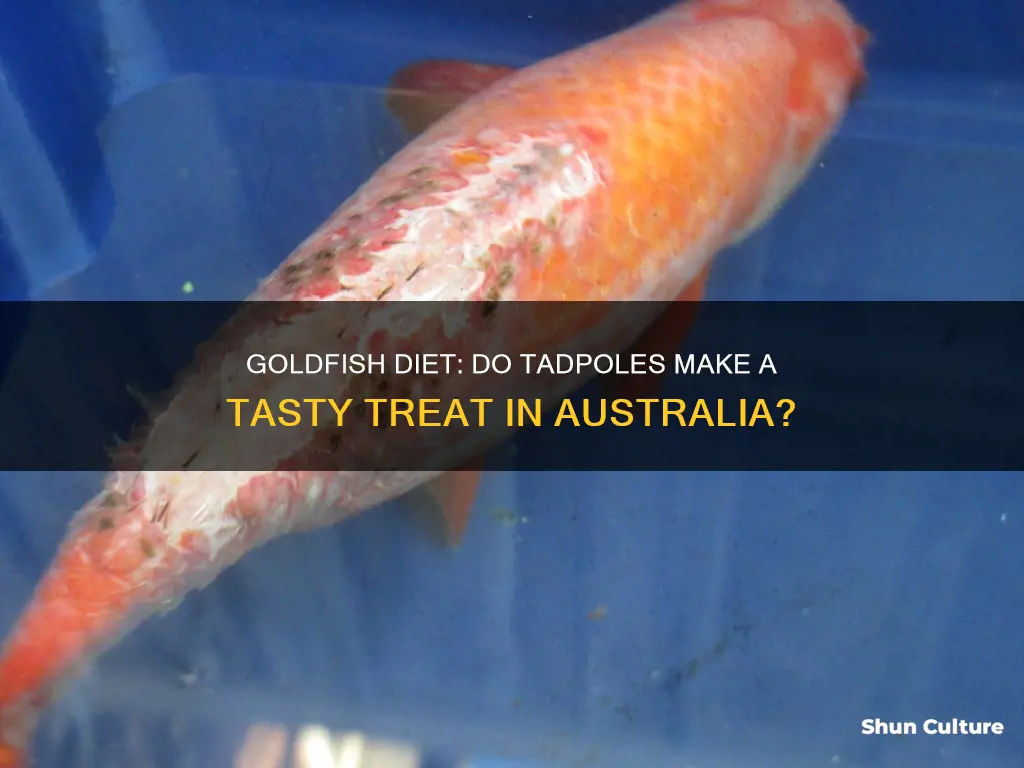 do goldfish eat tadpoles australia
