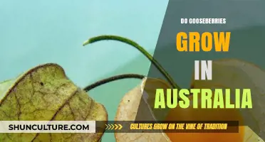 Gooseberries in Australia: Can You Grow Them?
