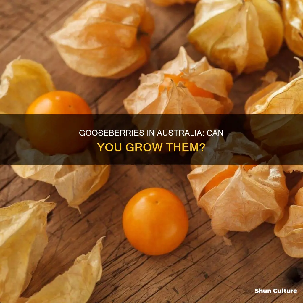 do gooseberries grow in australia