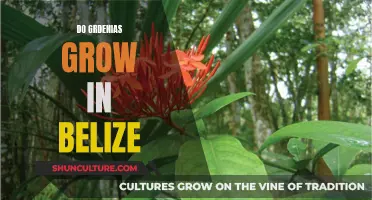 Grow Gardenias in Belize? All You Need to Know