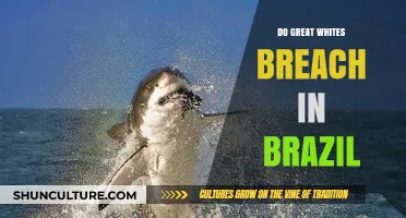 Do Great Whites Breach in Brazil? Exploring Shark Behavior in Brazilian Waters