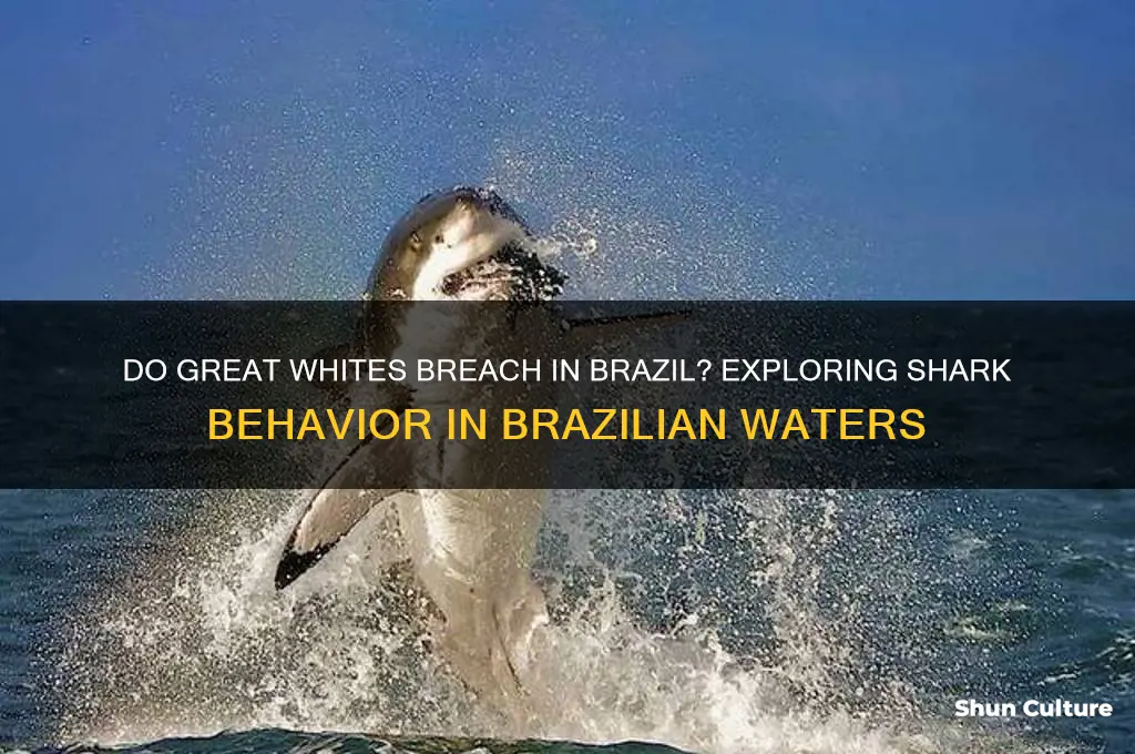 do great whites breach in brazil