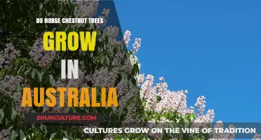 Horse Chestnut Trees: Can They Grow in Australia?