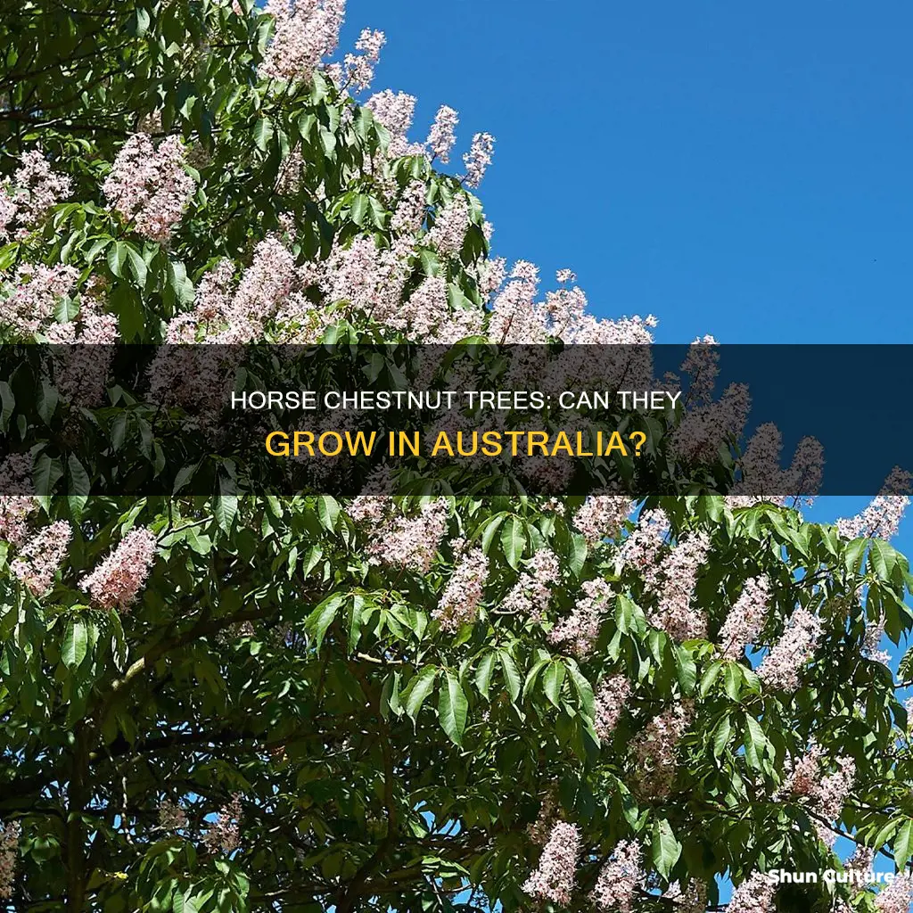 do horse chestnut trees grow in australia