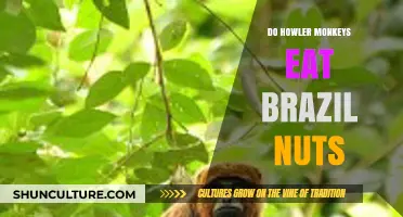 Howler Monkeys and Brazil Nuts: Uncovering Their Nutritional Habits