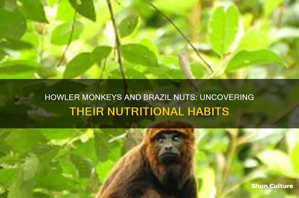 do howler monkeys eat brazil nuts
