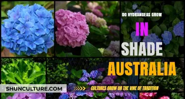 Hydrangeas in Australia: Thriving in the Shade