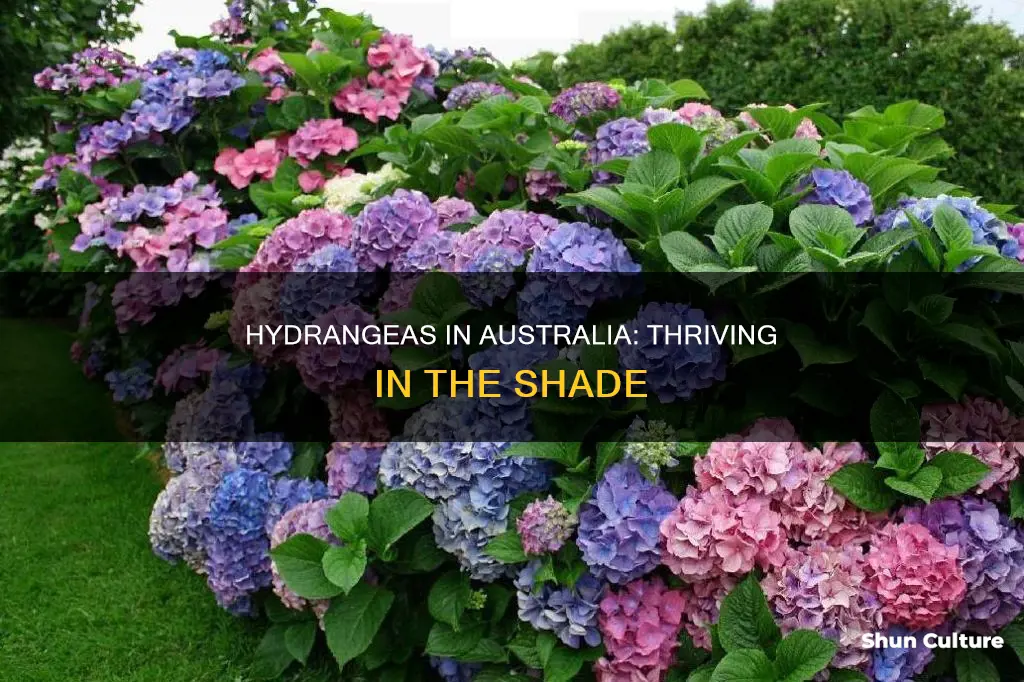 do hydrangeas grow in shade australia