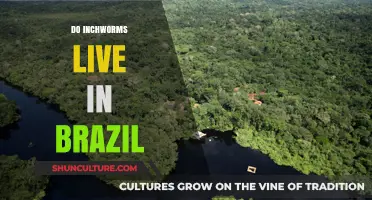 Do Inchworms Inhabit Brazil? Exploring Their Presence in South America