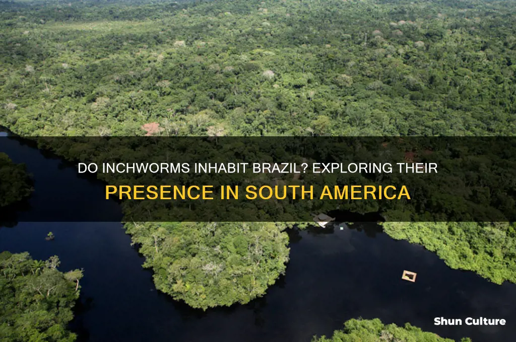 do inchworms live in brazil