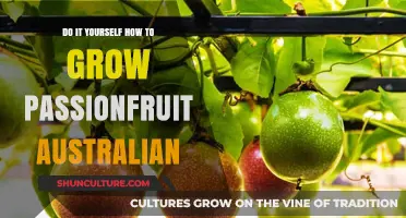 Growing Passionfruit in Australia: A DIY Guide