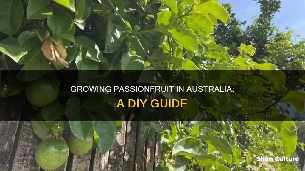 do it yourself how to grow passionfruit australian