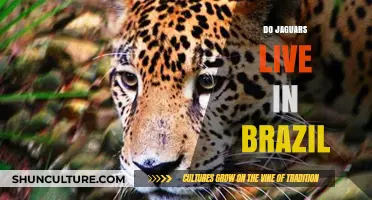 Jaguars in Brazil: Exploring Their Habitat and Presence in the Wild