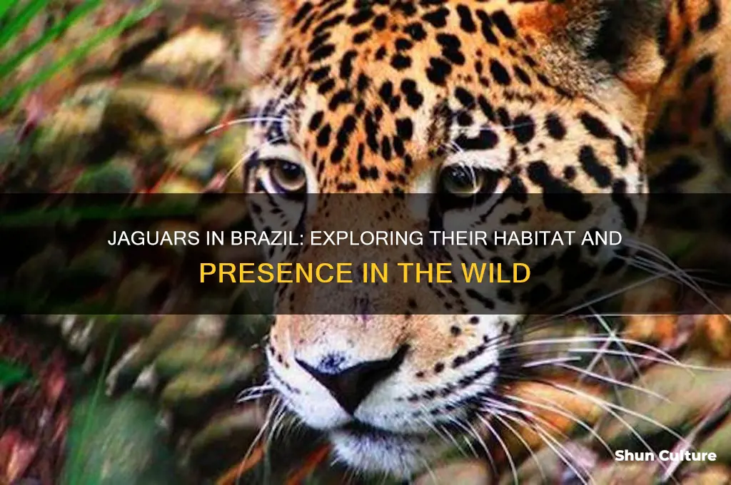 do jaguars live in brazil