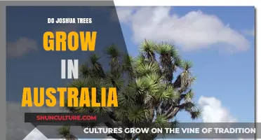 Joshua Trees: Australia's Unique Desert Plants?