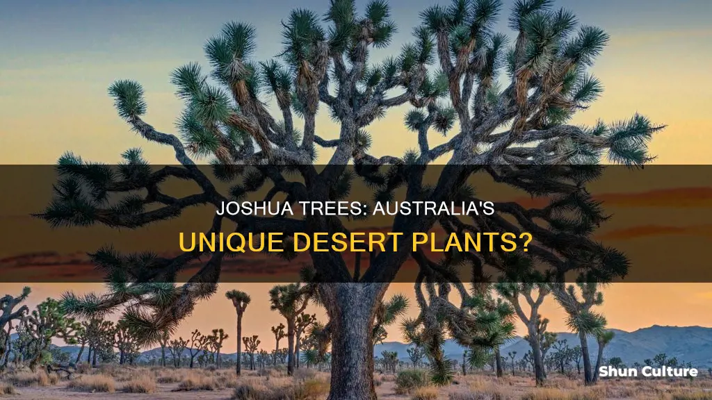 do joshua trees grow in australia