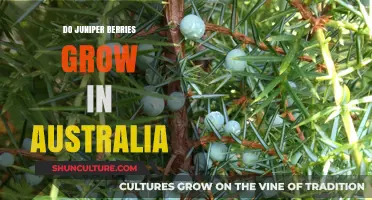 Juniper Berries in Australia: Where Do They Grow?
