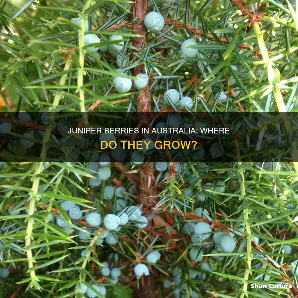 do juniper berries grow in australia