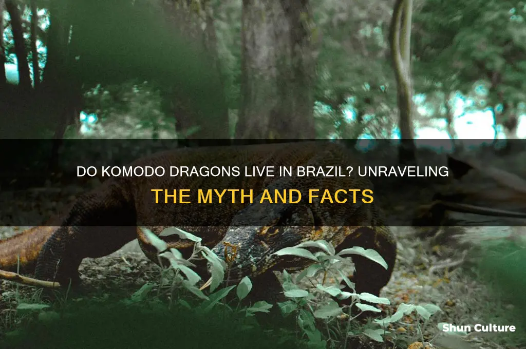 do kamodo ragons live in brazil