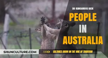 Kangaroo Kicks: A Real Danger in Australia?