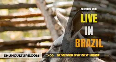 Do Kangaroos Live in Brazil? Unraveling the Myth and Facts