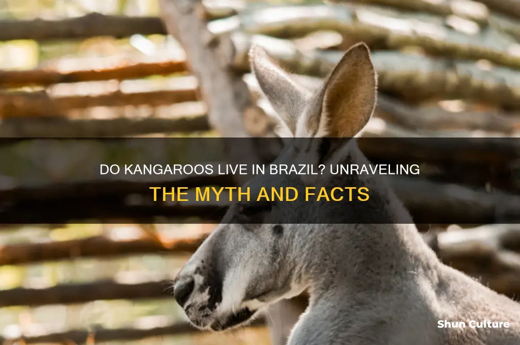 do kangaroos live in brazil
