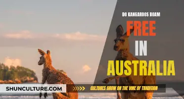 Exploring Australia: Kangaroos Roaming Free