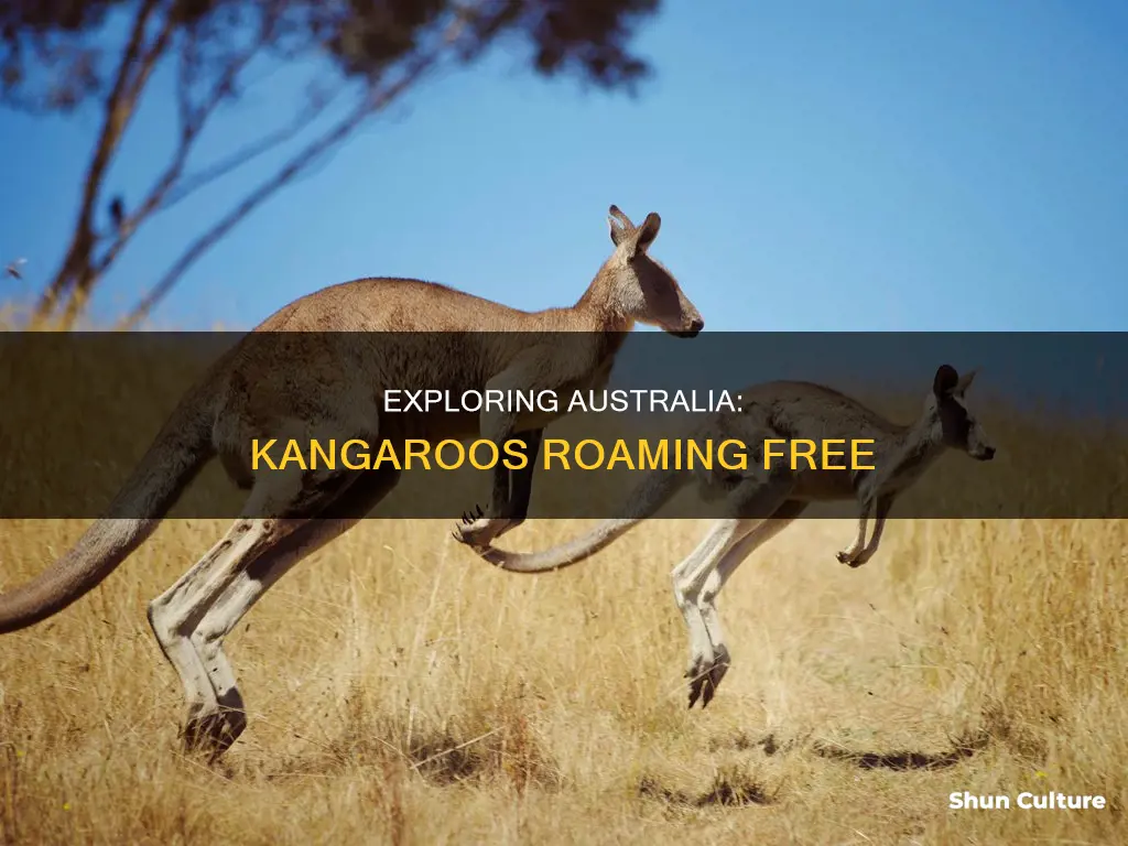 do kangaroos roam free in australia