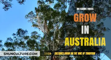 Karri Trees: Australia's Unique Natural Wonder