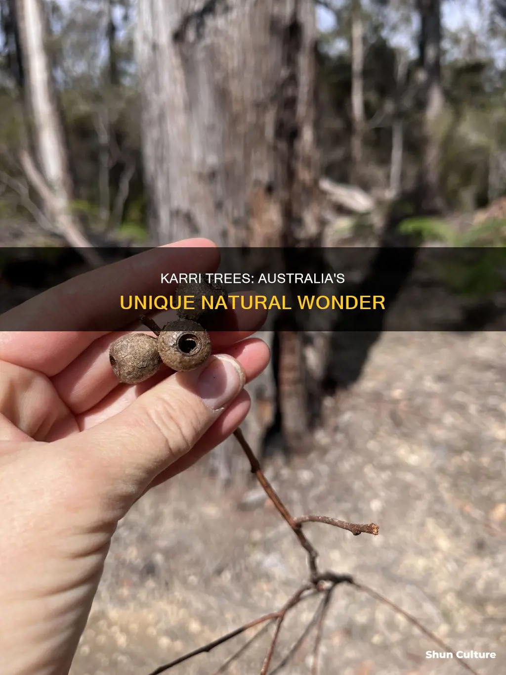 do karri trees grow in australia