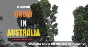 Kauri Trees: Australia's Natural Habitat