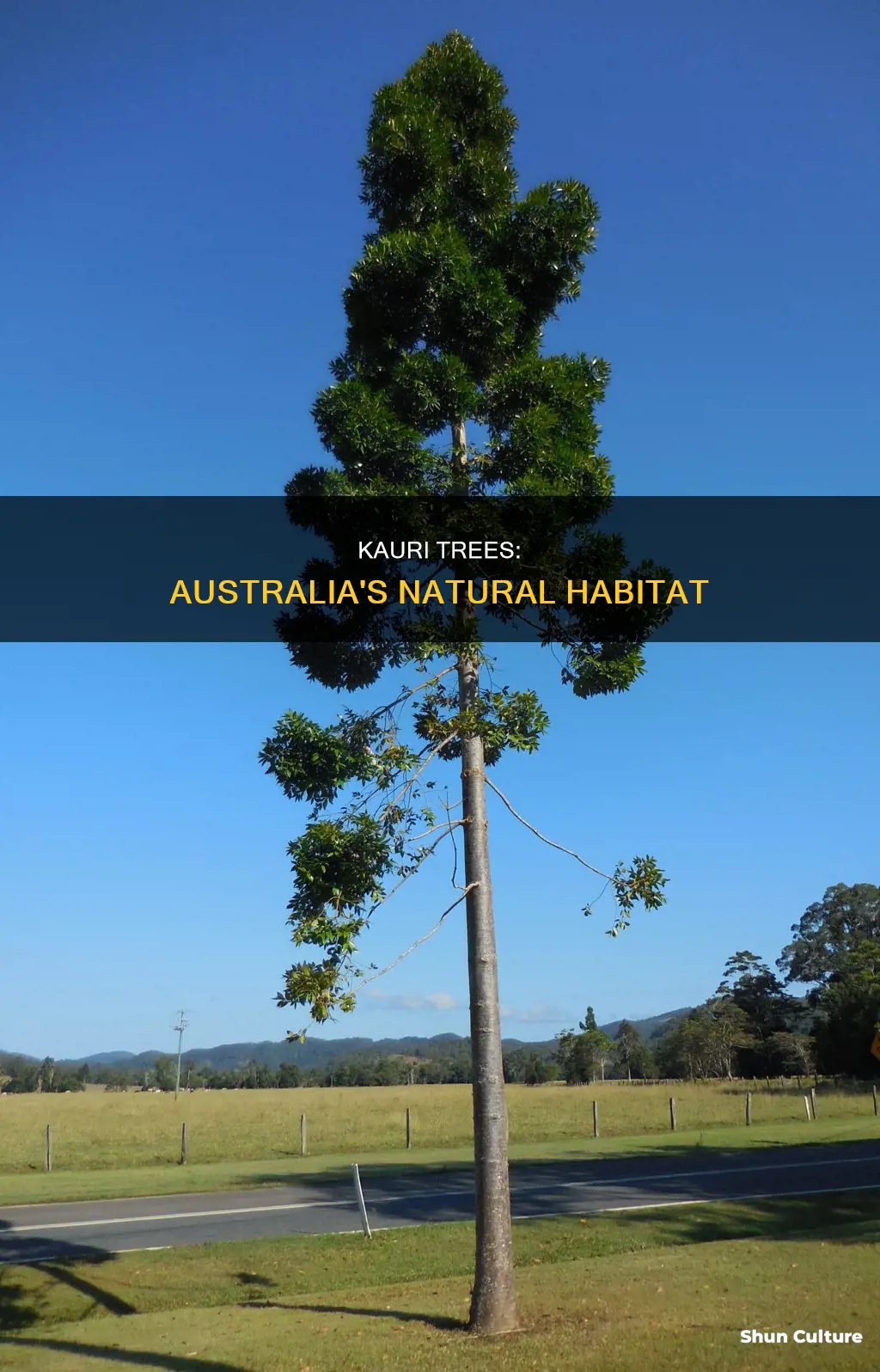 do kauri trees grow in australia