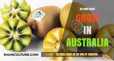 Kiwi Fruit Cultivation in Australia: Is It Possible?